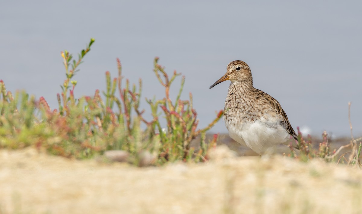 Txirri pektorala - ML650456692