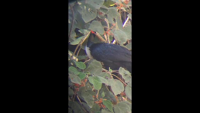 Horned Guan - ML650456771