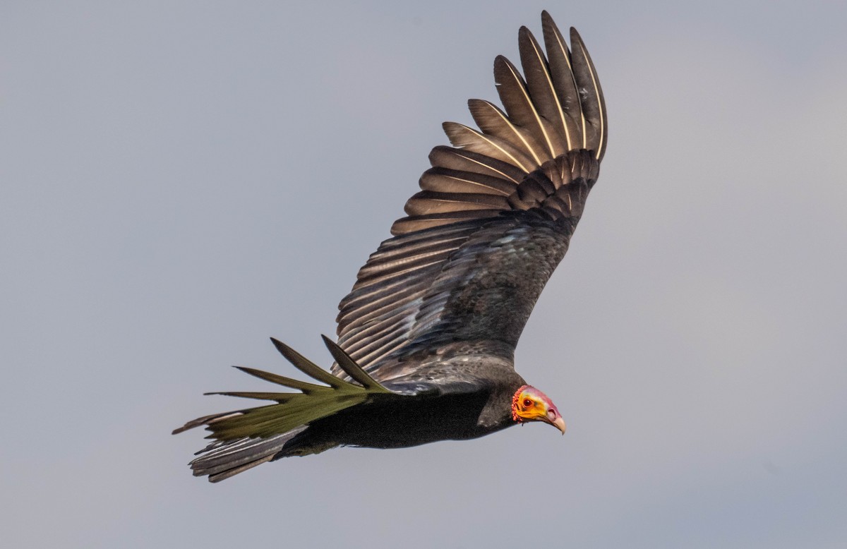 Lesser Yellow-headed Vulture - ML650456835