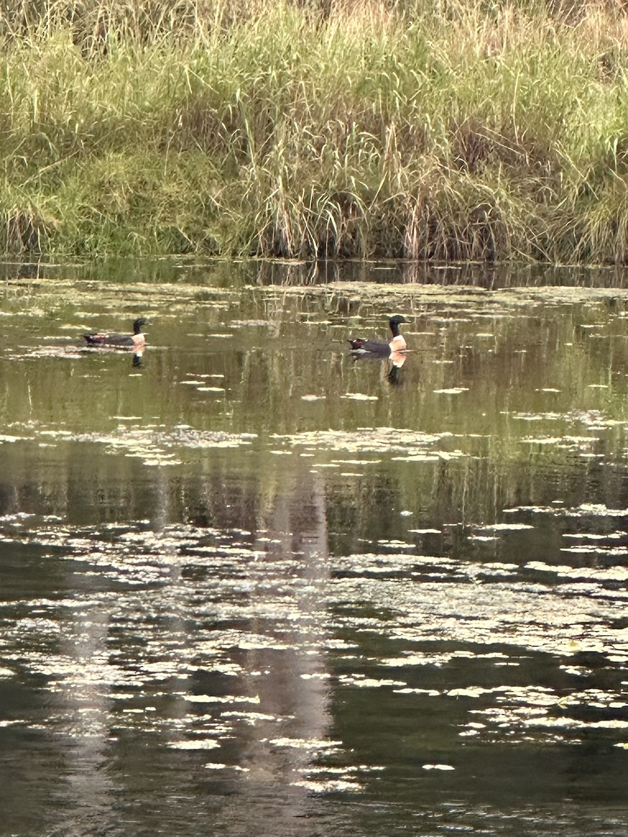 Australian Shelduck - ML650456898
