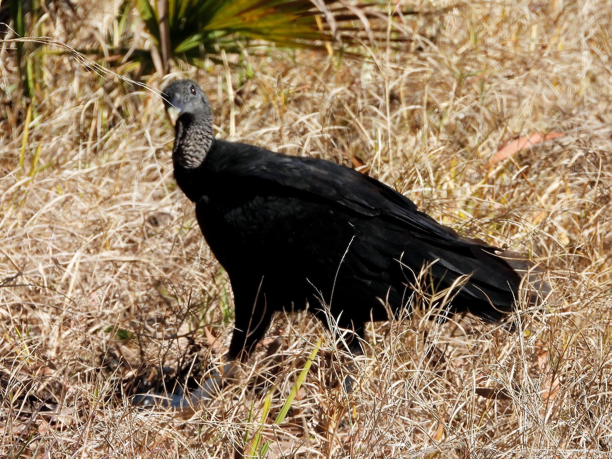 Чёрная катарта - ML650456927