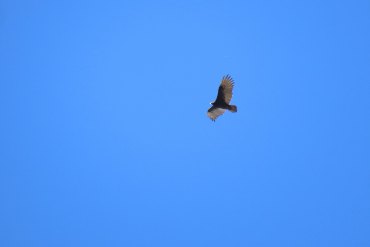 Катарта-индейка - ML650456953