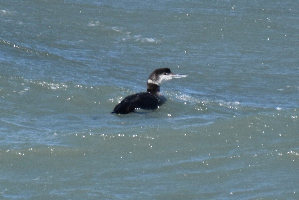 צוללן צפוני - ML650456967