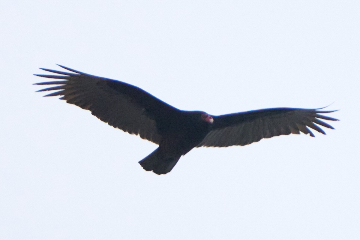 Катарта-индейка - ML650457174