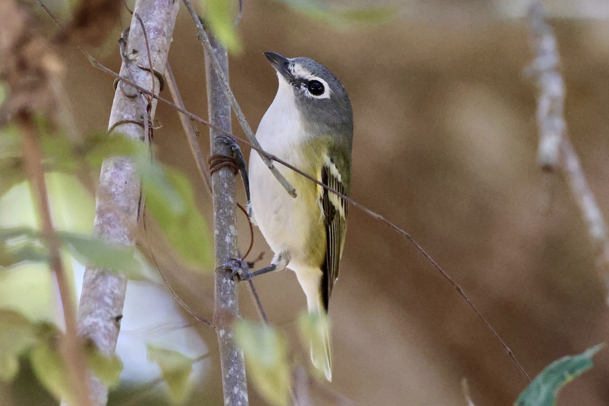 Blue-headed Vireo - ML650457211