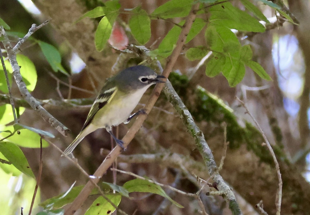 Blue-headed Vireo - ML650457212