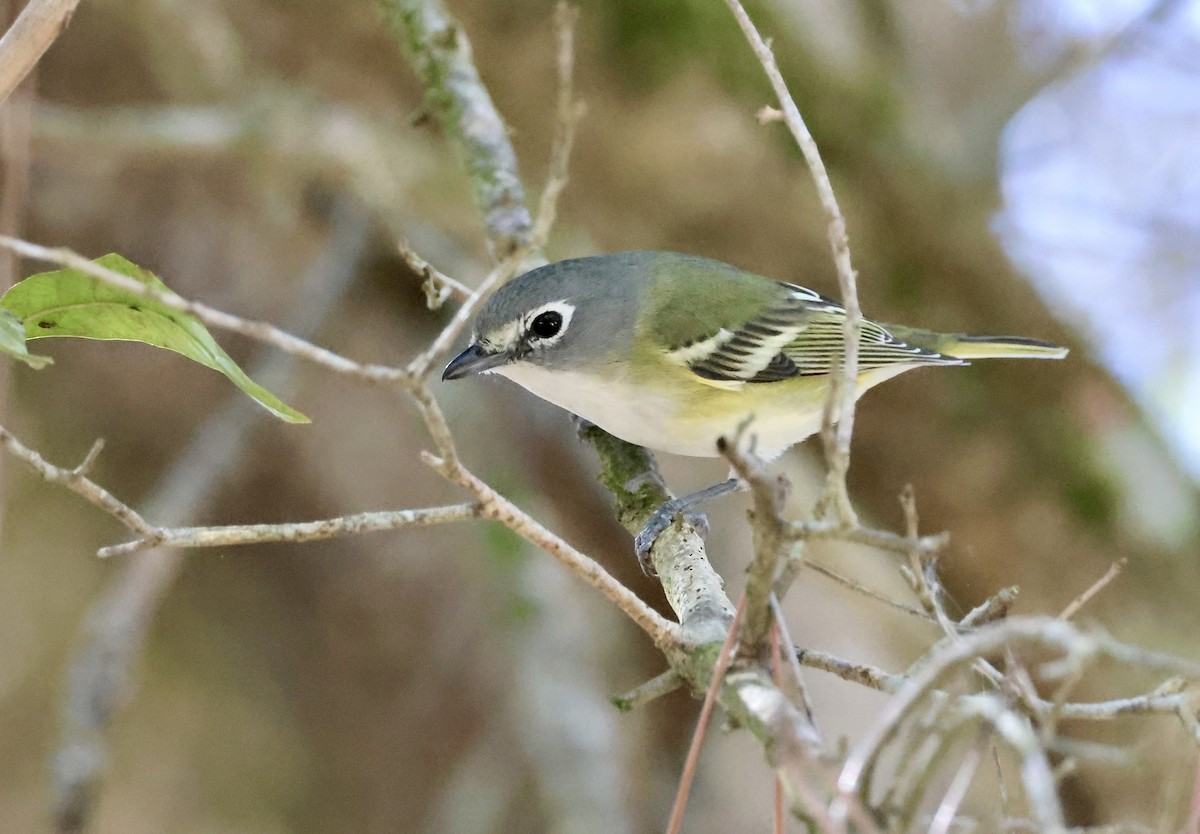 Blue-headed Vireo - ML650457213
