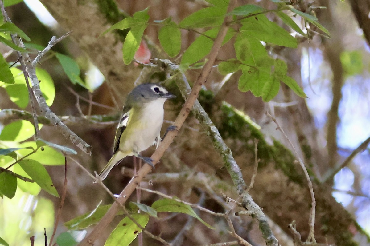 Blue-headed Vireo - ML650457214