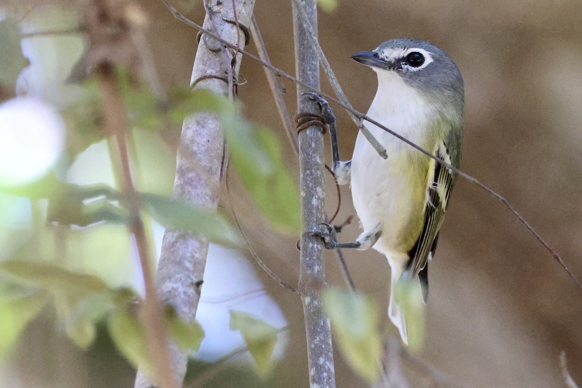 Blue-headed Vireo - ML650457215