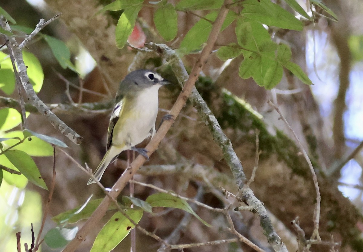 Blue-headed Vireo - ML650457216