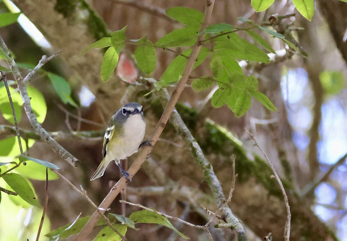 Blue-headed Vireo - ML650457217