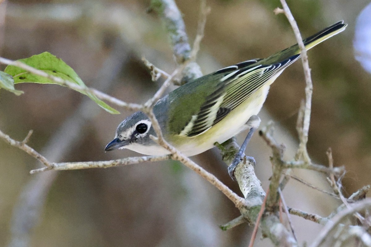 Blue-headed Vireo - ML650457218