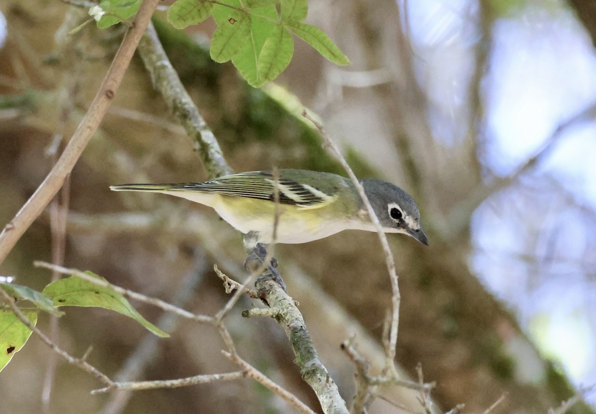 Blue-headed Vireo - ML650457219