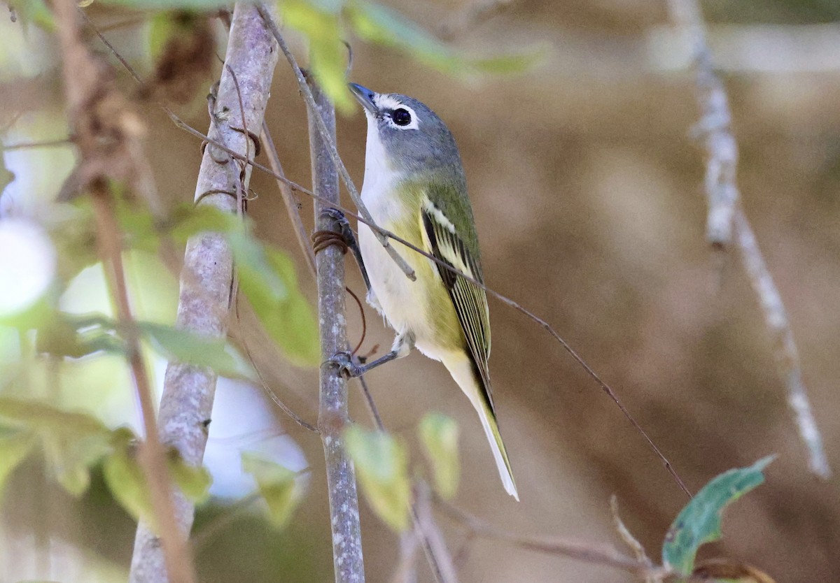 Blue-headed Vireo - ML650457221