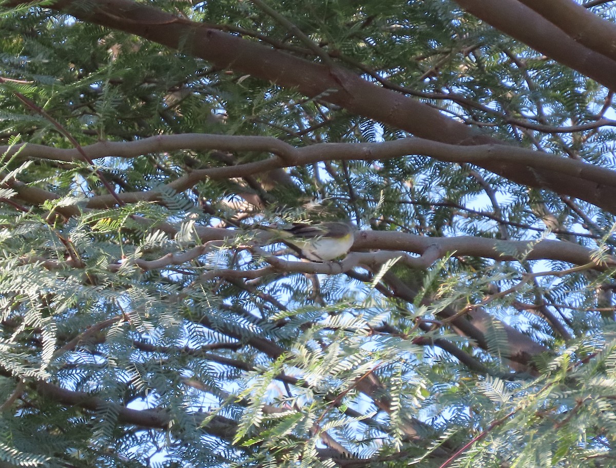 Горихвостковая древесница - ML650457273