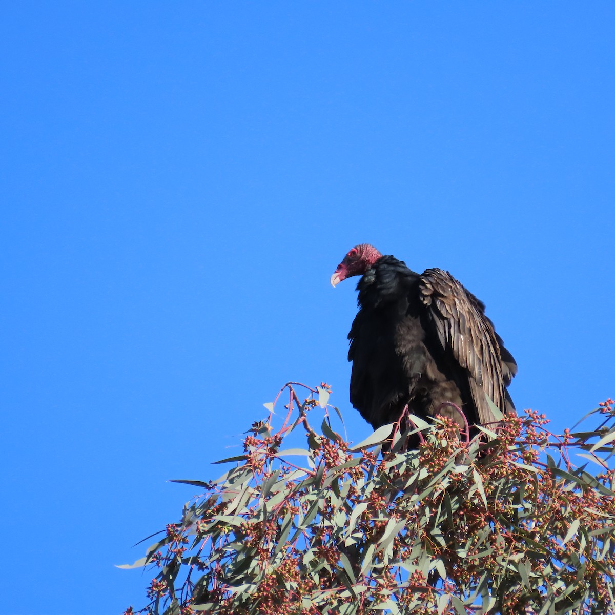 Катарта-индейка - ML650457325