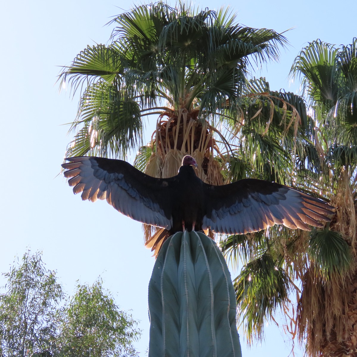 Катарта-индейка - ML650457357