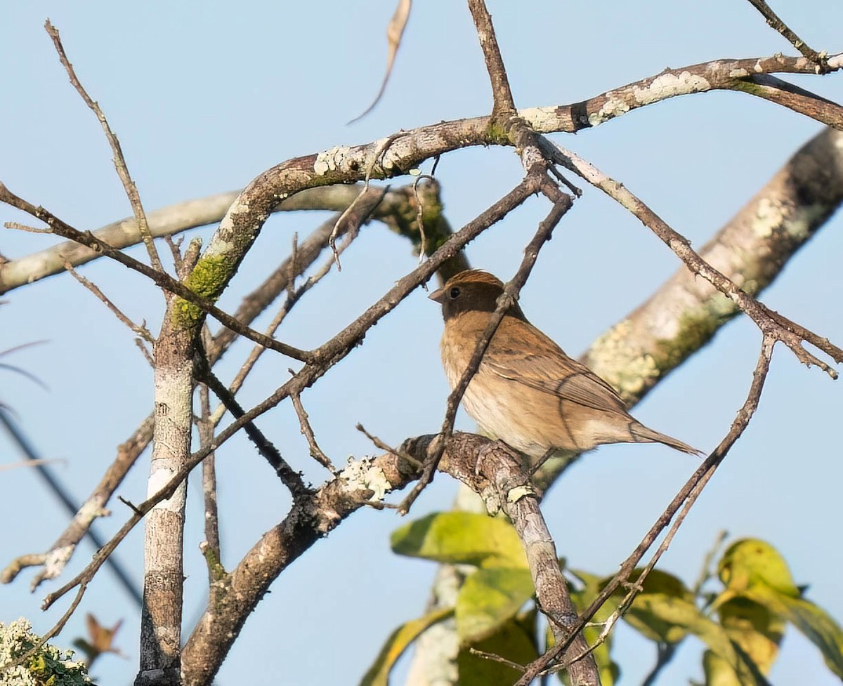 Azulillo Índigo - ML650457408