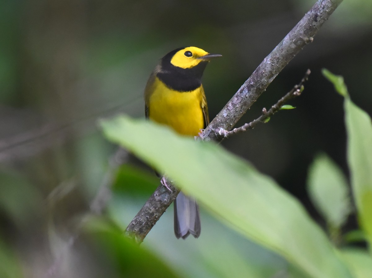Paruline à capuchon - ML650457543