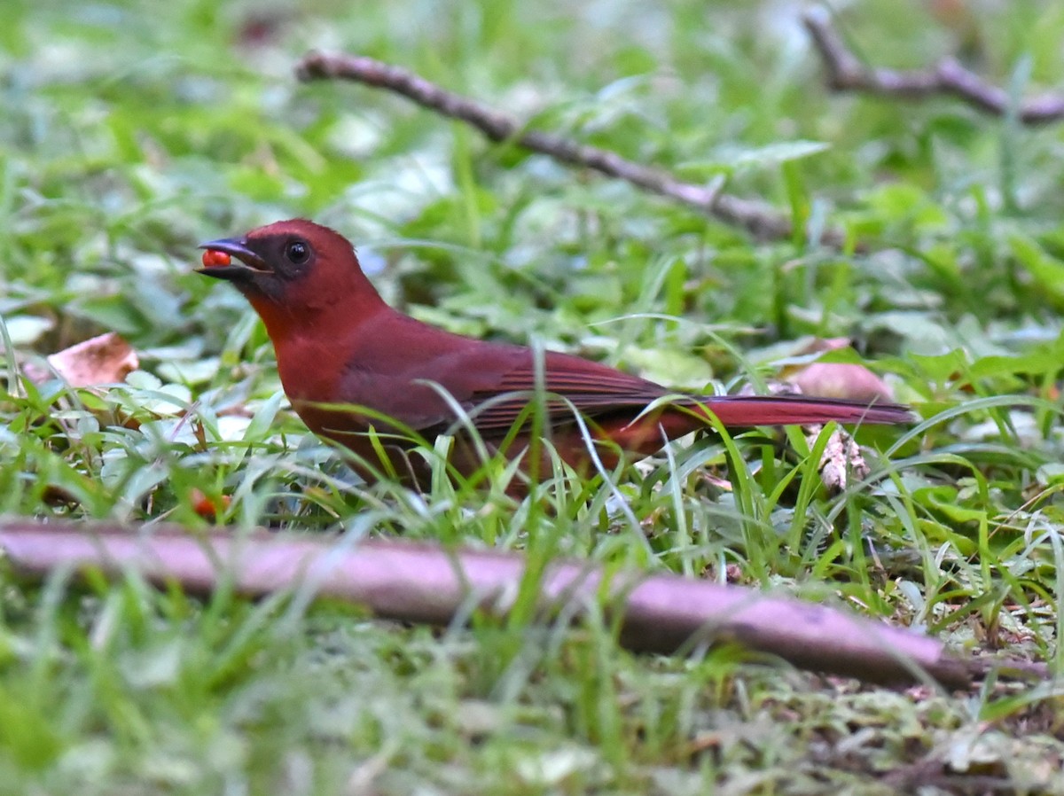 Habia à gorge rouge - ML650457568