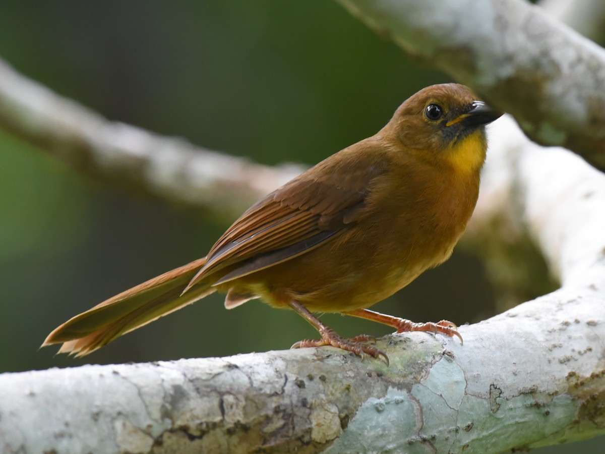 Habia à gorge rouge - ML650457595