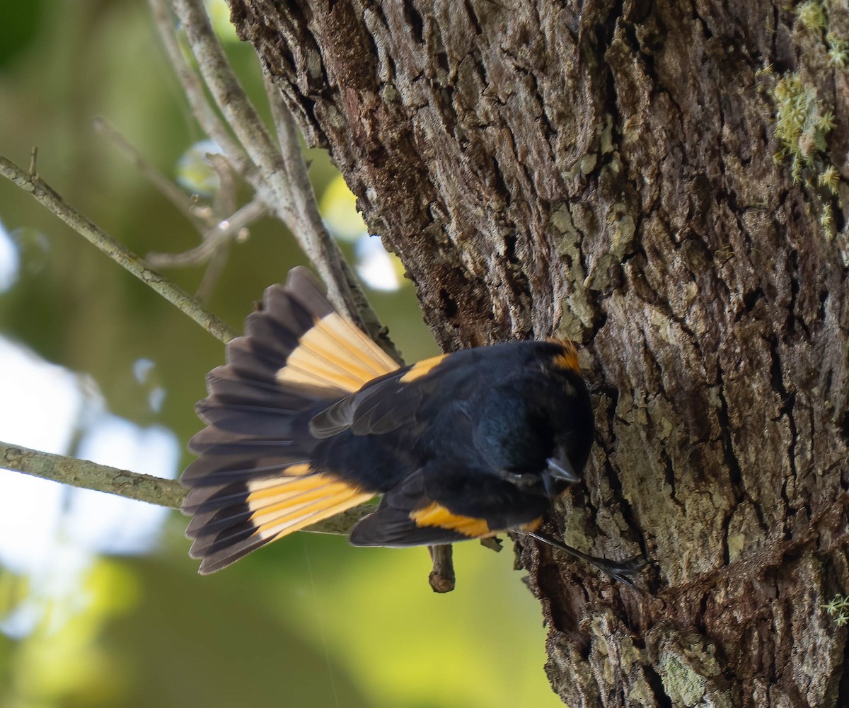 Горихвостковая древесница - ML650457750