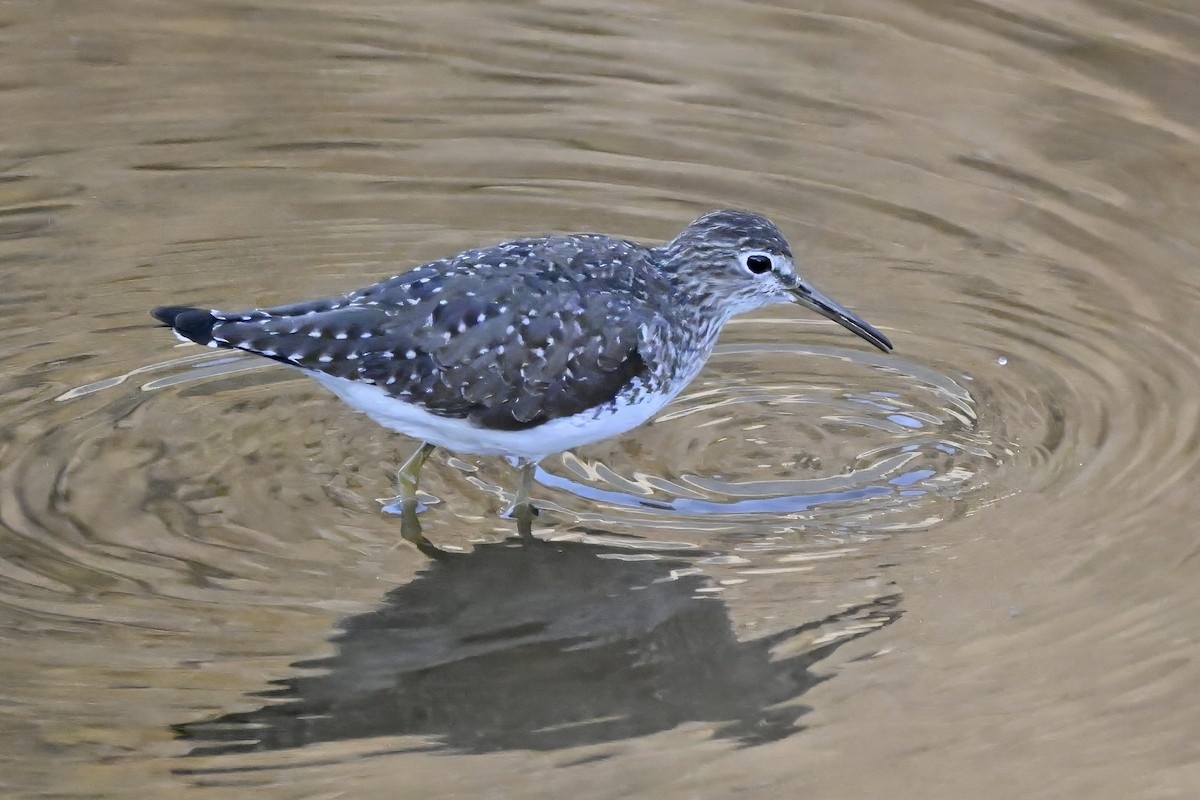 Einsiedelwasserläufer - ML650457832