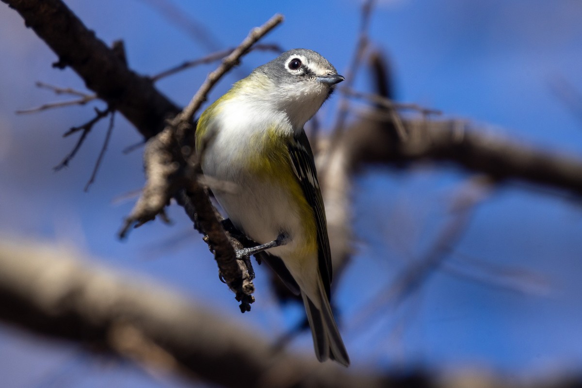 Blue-headed Vireo - ML650457848