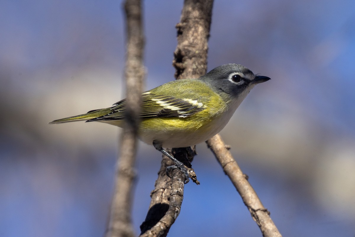 Blue-headed Vireo - ML650457849