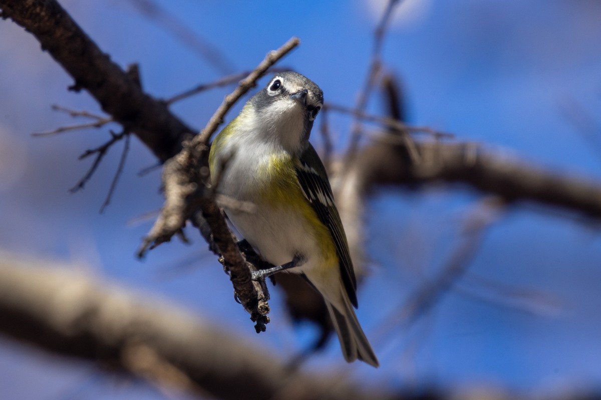Blue-headed Vireo - ML650457850