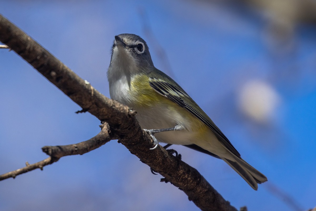Blue-headed Vireo - ML650457851