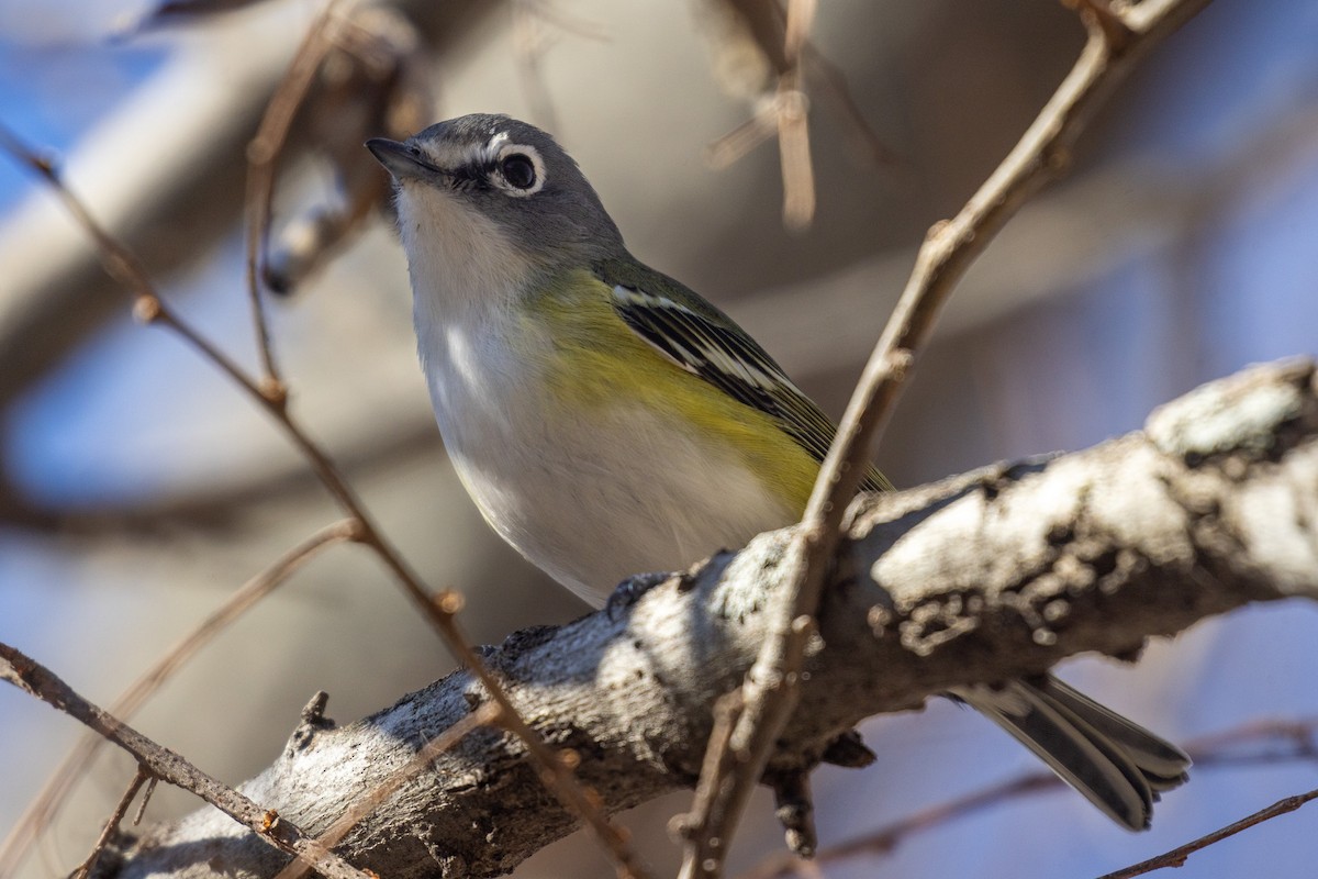 Blue-headed Vireo - ML650457852