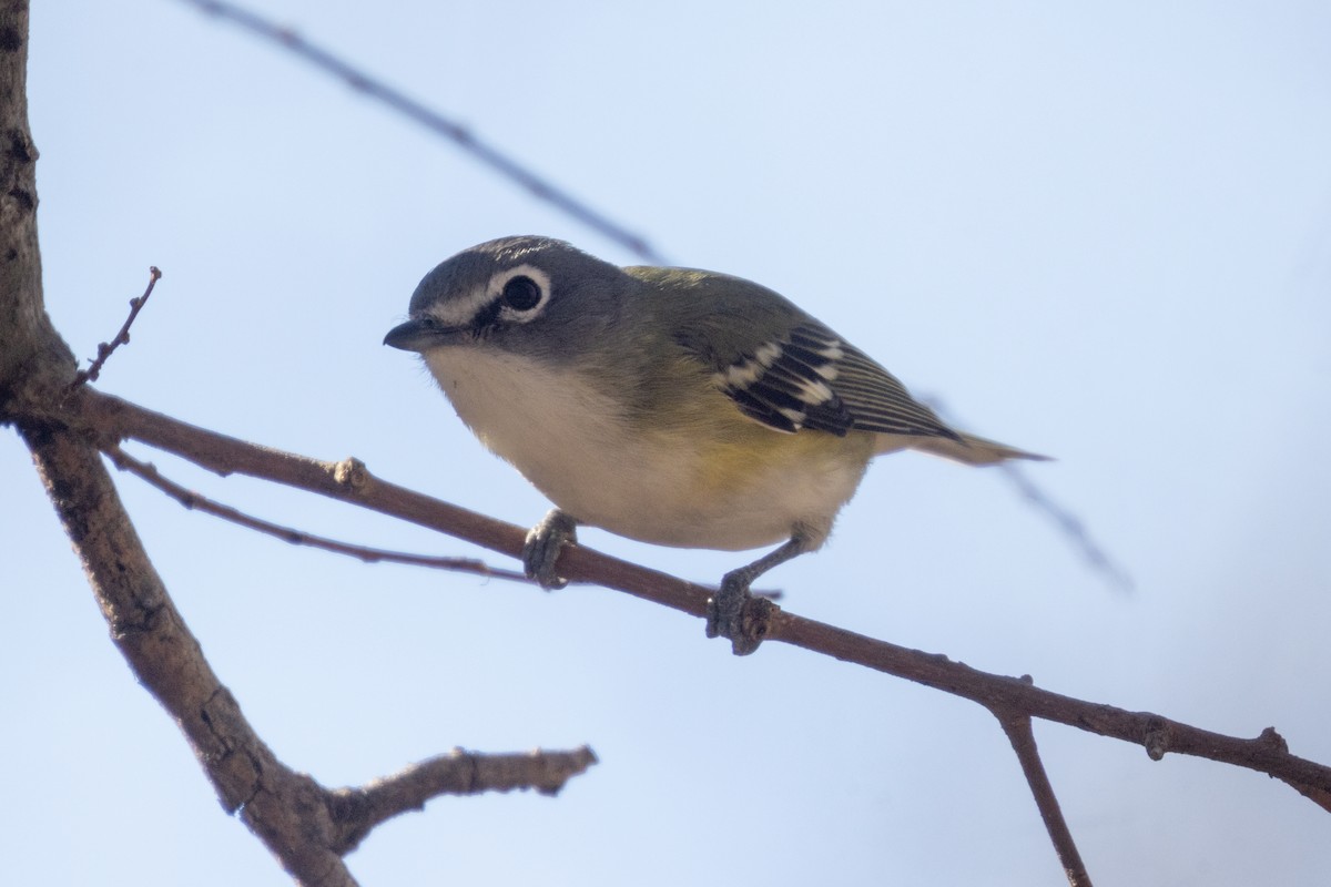 Blue-headed Vireo - ML650457853