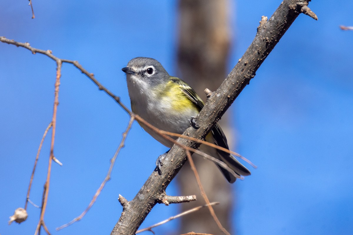 Blue-headed Vireo - ML650457855
