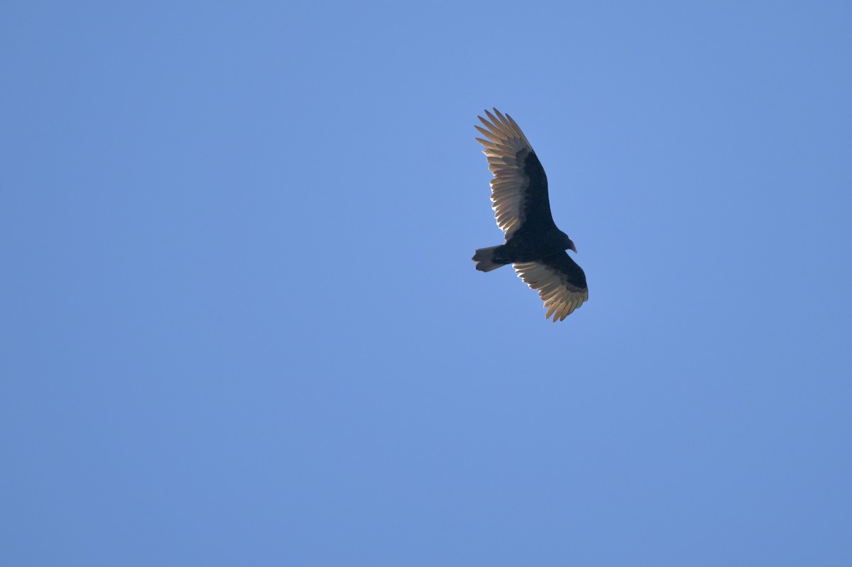 Катарта-индейка - ML650457950