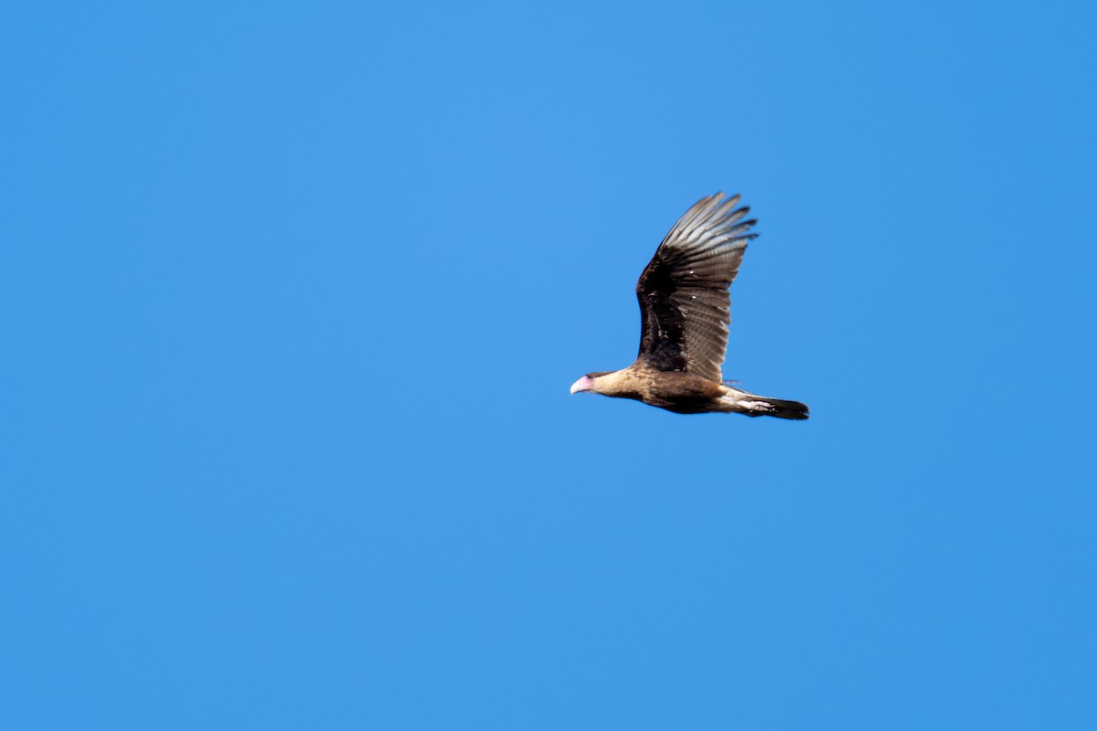 Crested Caracara (Northern) - ML650458055