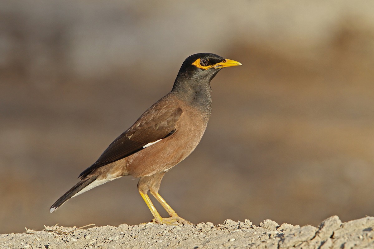 Common Myna - Christoph Moning