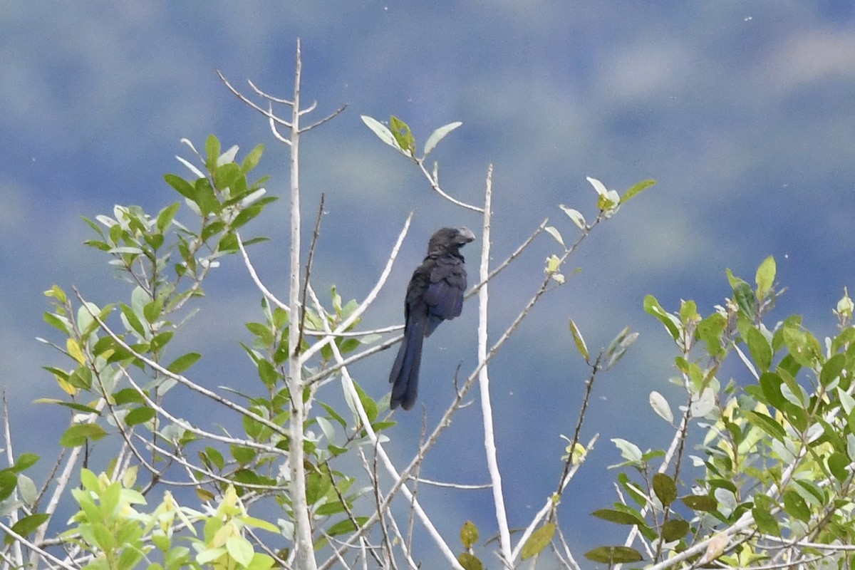 Smooth-billed Ani - ML650458246
