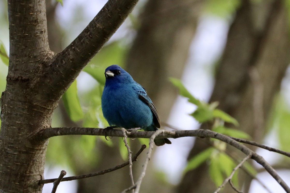 Azulillo Índigo - ML650458400