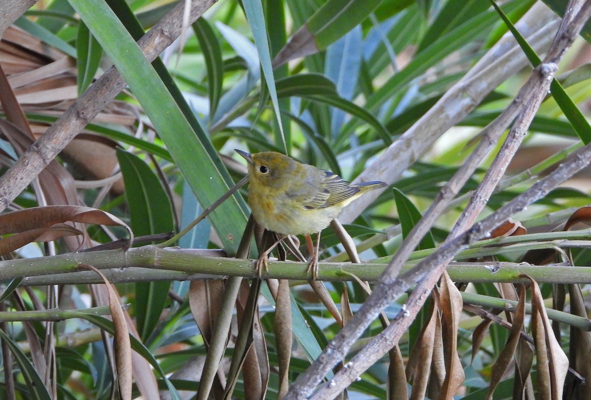 Northern/Mangrove Yellow Warbler - ML650458587