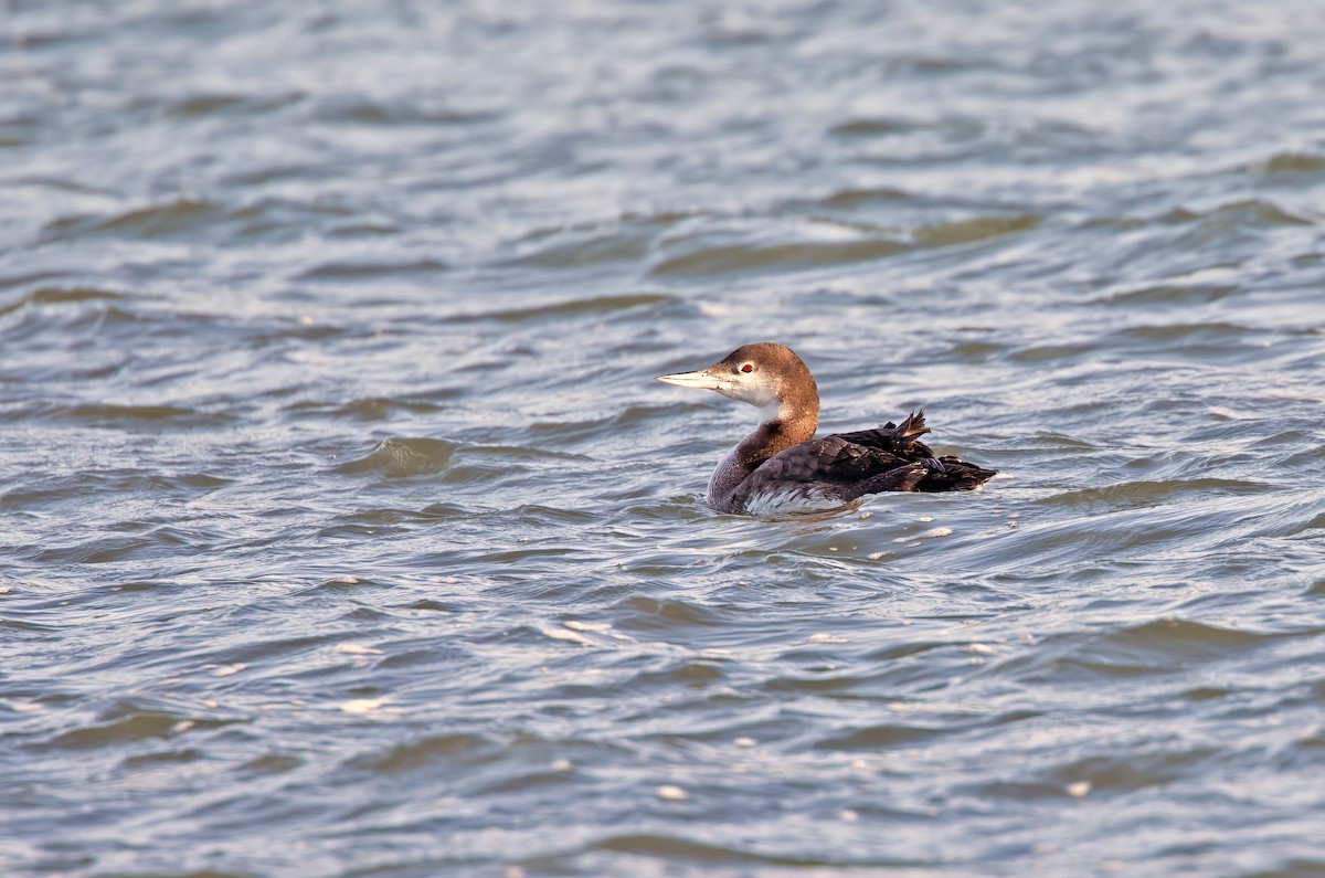 צוללן צפוני - ML650458624