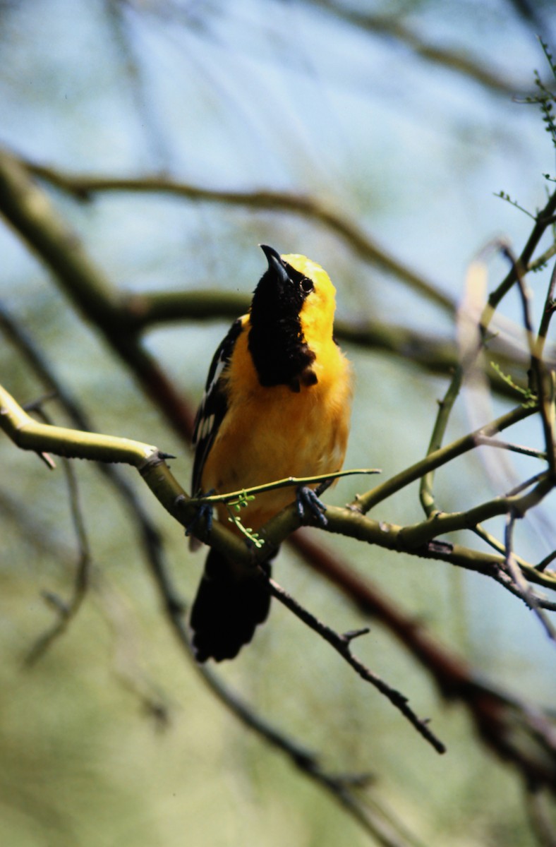 Oriole masqué - ML650458754