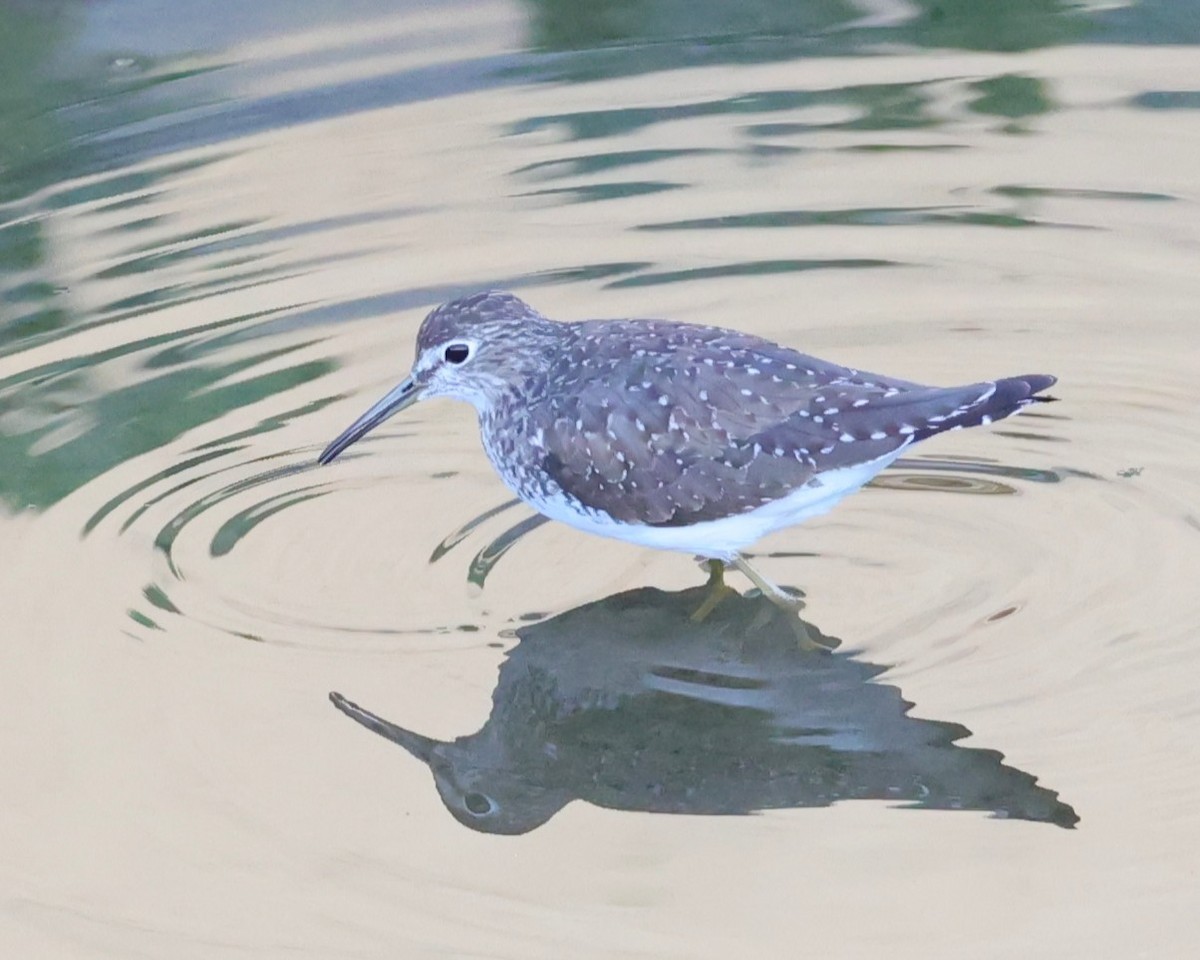 Einsiedelwasserläufer - ML650458772