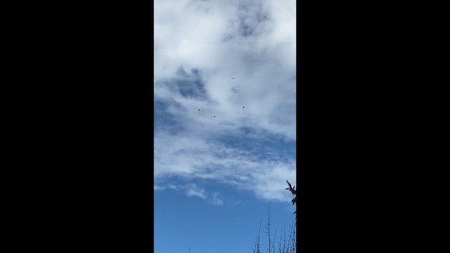 Common Raven - ML650458895