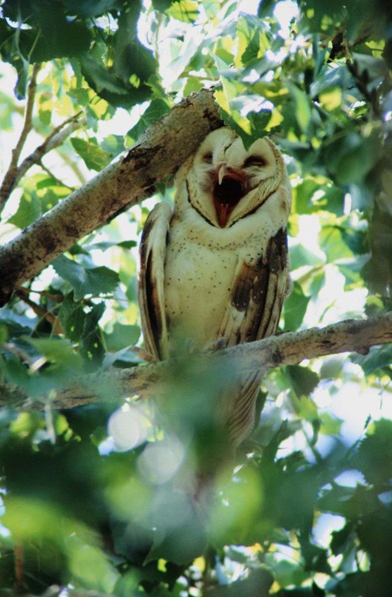 Effraie d'Amérique - ML650458986