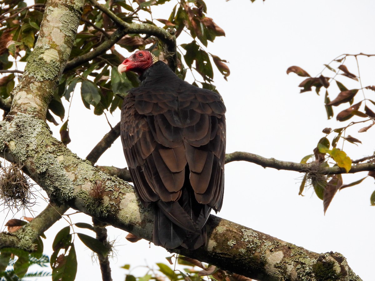 Катарта-индейка - ML650459041