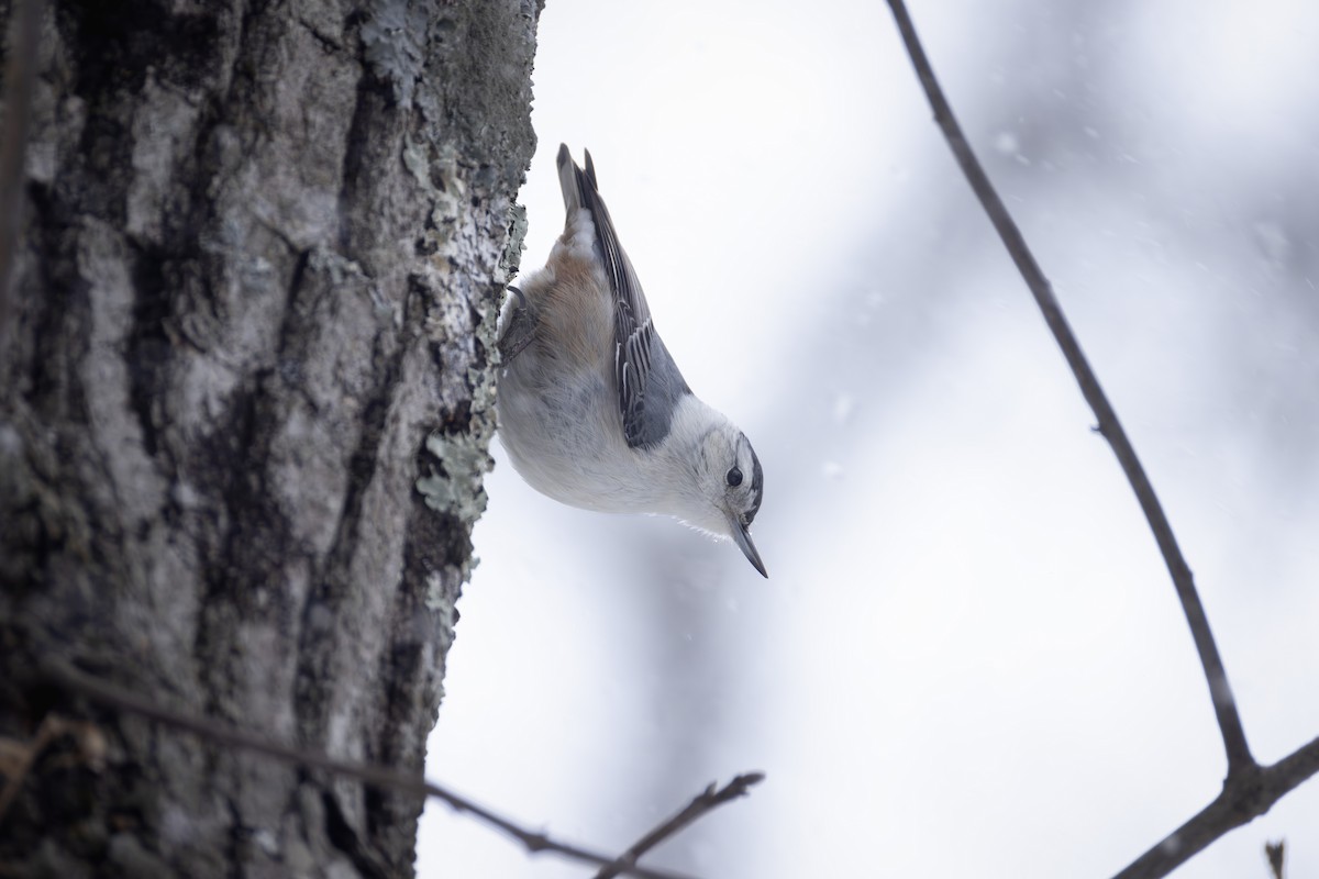 White-breasted Nuthatch - ML650459202