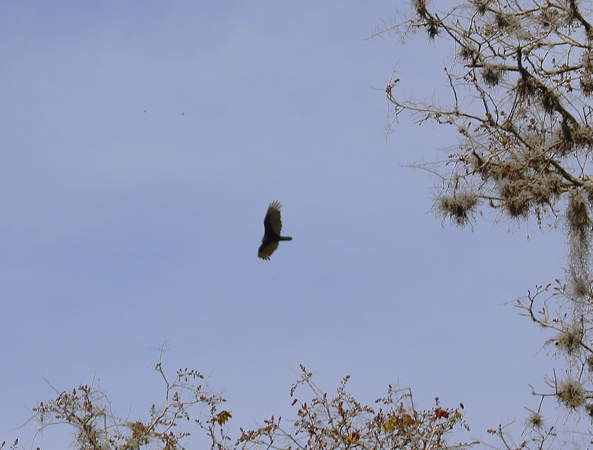 Катарта-индейка - ML650459234