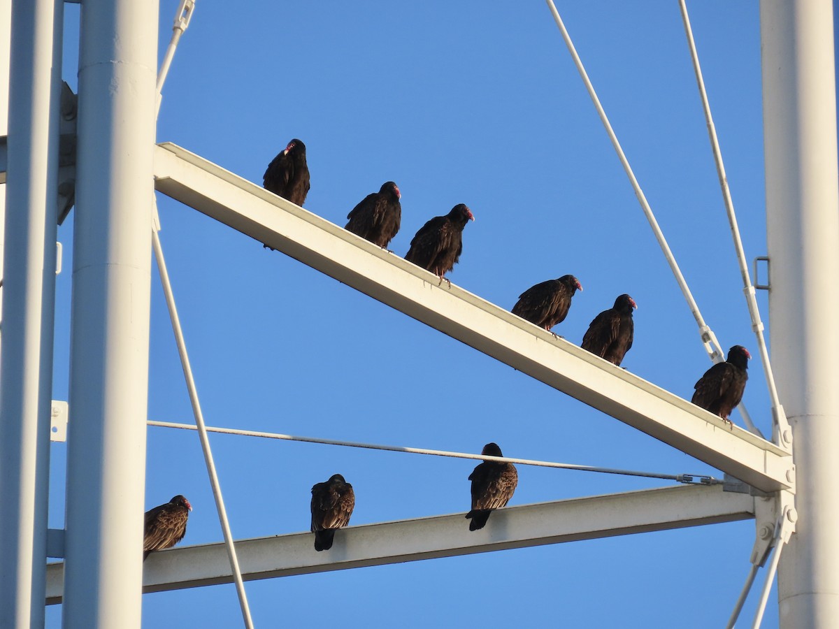 Катарта-индейка - ML650459338