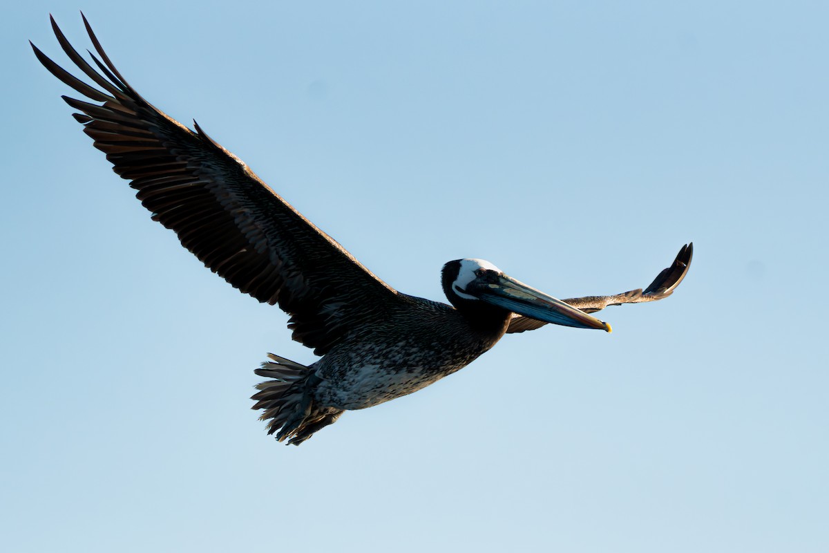Peruvian Pelican - ML650459387